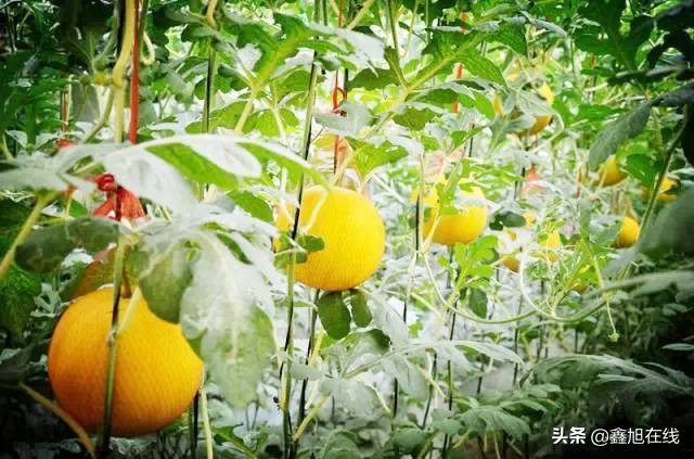 孟津五一有什么可以采摘的果蔬,洛阳孟津五一采摘园推荐