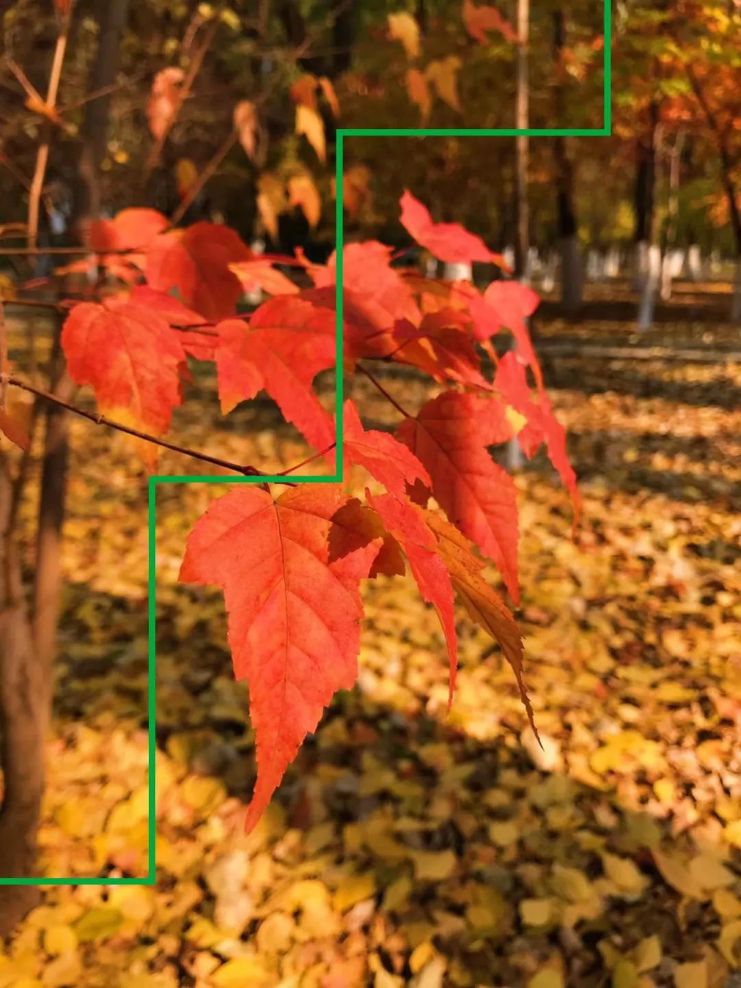 快乐和痛苦并不是反义词,痛苦的反义词是不是欢乐