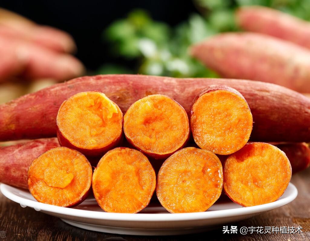 红薯用了宇花灵效果真不错