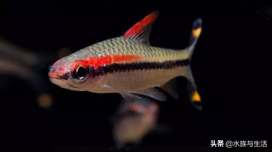 怎么让灯科鱼长得快,怎样把灯科鱼养好