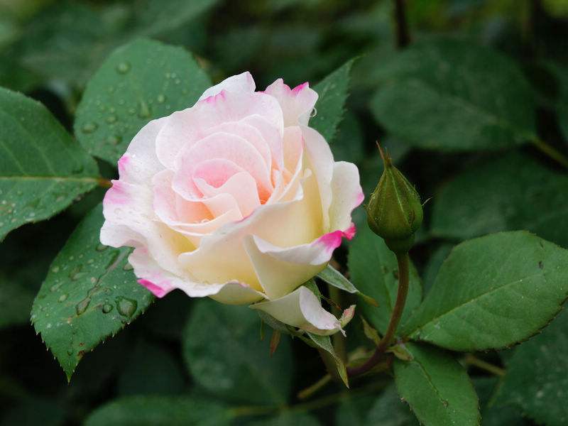 月季开花期怎么治虫害,月季花嫩芽长蚜虫打什么药