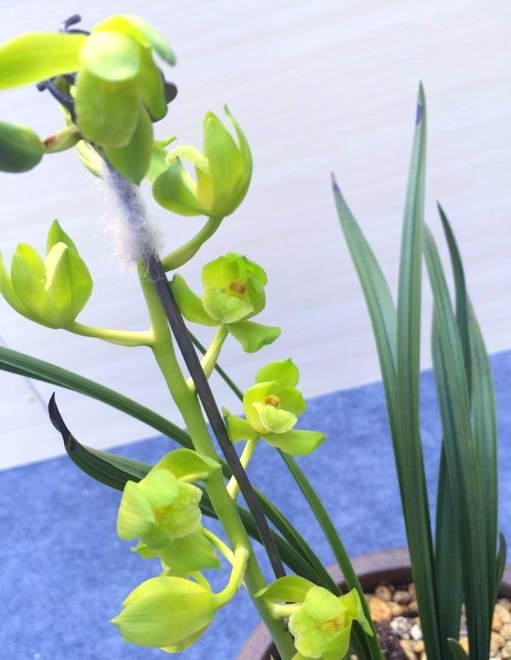 河南洛阳的一颗蕙兰，下山后成为传世名品