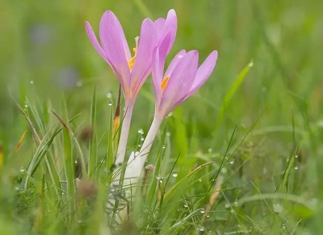 盘点那些有毒的花,有毒花草请不要误食