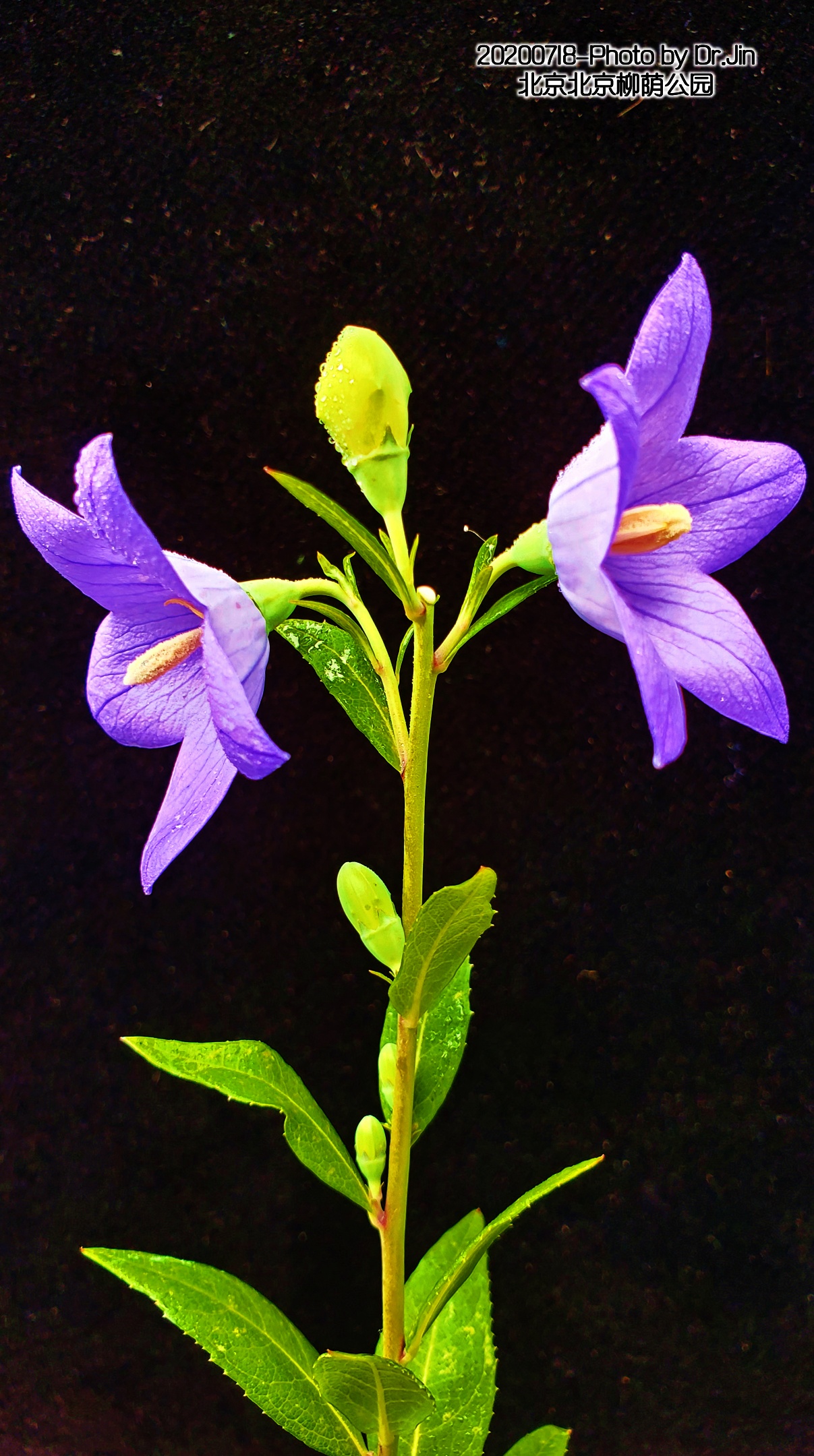 金行博览：宣肺，祛痰，平喘-桔梗