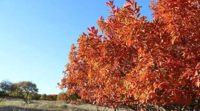 敖包相会的地方背面完整版,敖包相会的地方在通辽