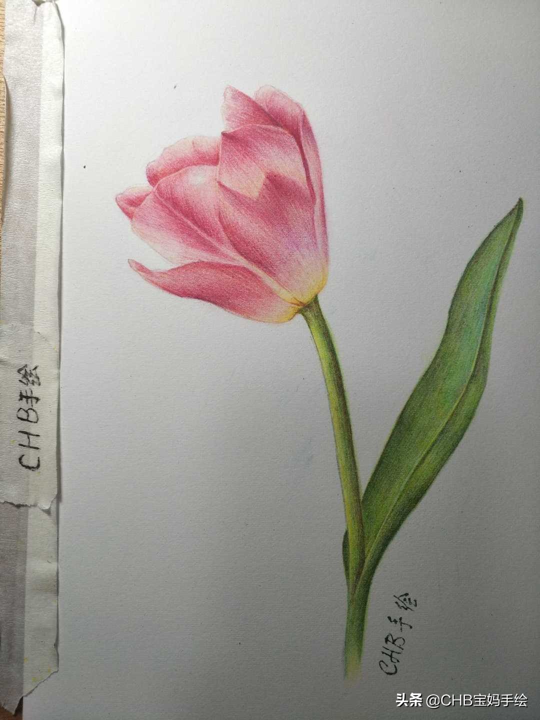 怎么在扇子上画郁金香简单用彩铅,彩铅绘画ins风郁金香整幅