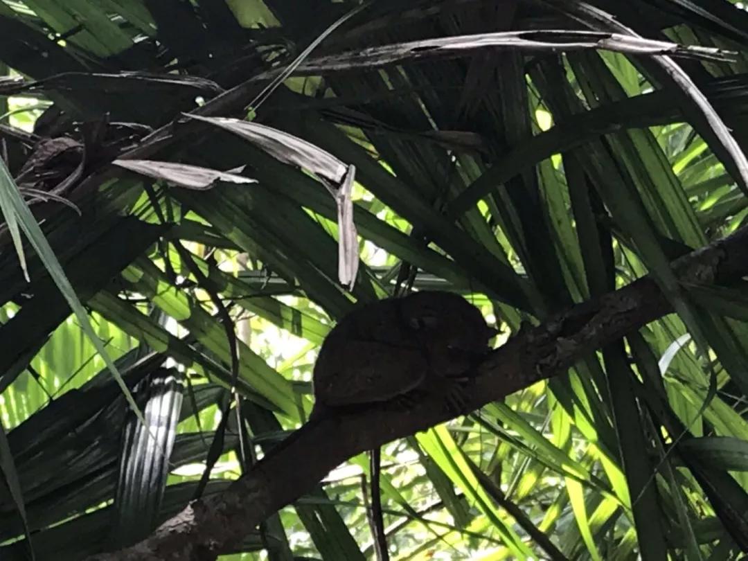 菲律宾自由潜水最好的地方,菲律宾旅游潜水