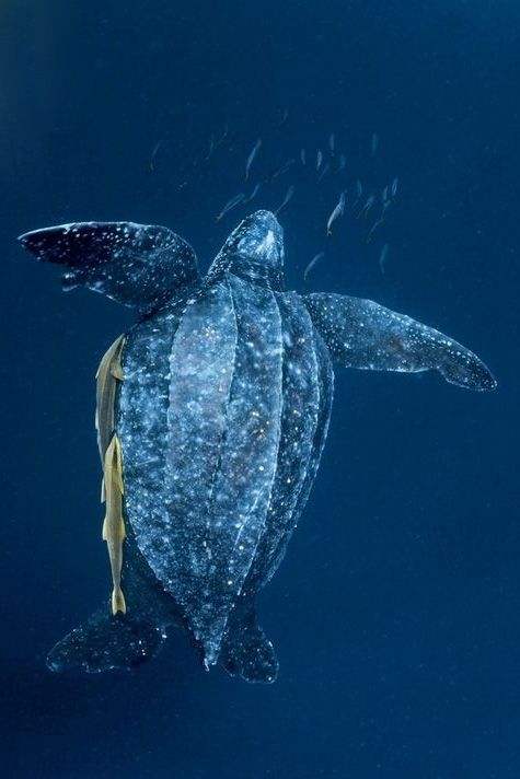 海洋千年古巨龟,世界上真正的千年海龟