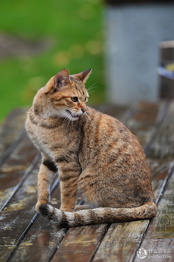 只选一只人像定焦镜头推荐,为什么专业摄影师都喜欢定焦镜头