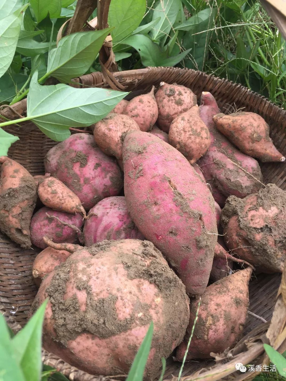 西溪南古村落惬意慢生活,徽州西溪南生活