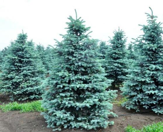 最有发展前景的绿化苗木品种,10种观赏性比较高的造型苗木推荐