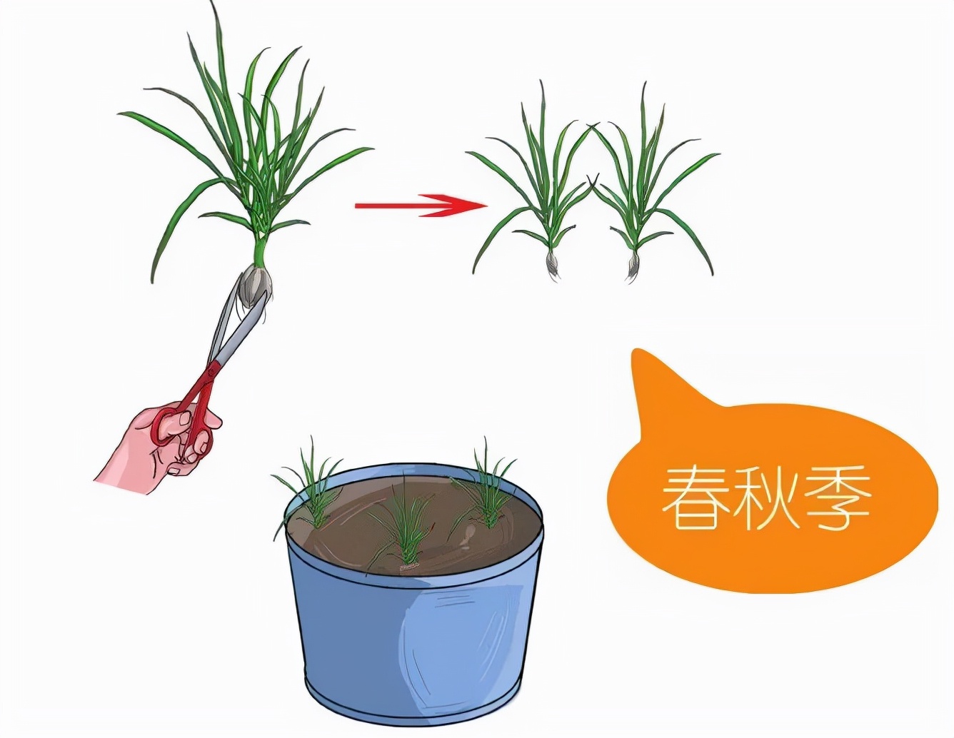 盆栽必备杀虫药,盆栽驱虫剂