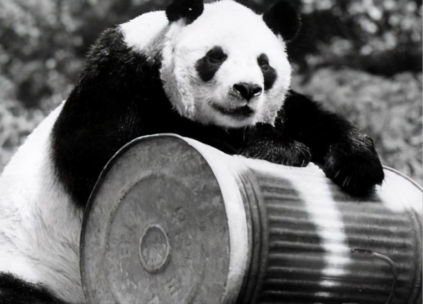 熊猫只值2.5万？美苏不要的“姬姬”，经历坎坷后终得理想归宿