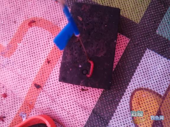 冰钓鲫鱼红虫挂大点好还是小点好,冬季钓鱼必杀饵红虫的选择与保鲜