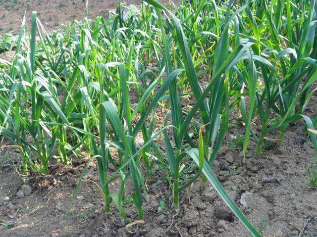 大蒜抽薹15天可以收蒜吗,大蒜抽薹后最好的控旺剂是什么
