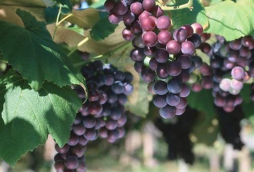 葡萄膨果期肥料需求量大不大,葡萄钙肥怎么补最快最有效