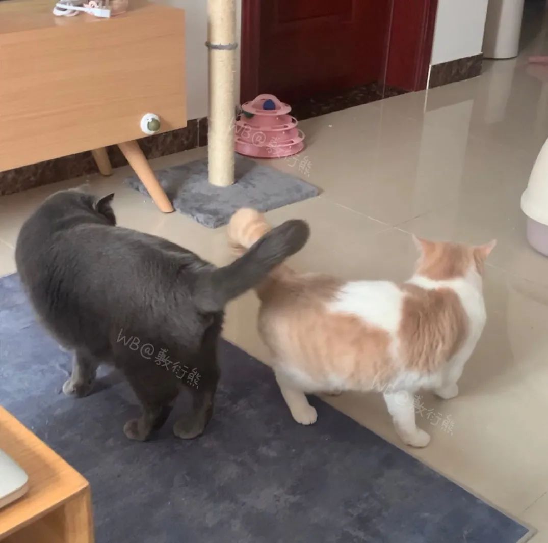 猫是只好猫，可被网友恶整后…哈哈哈没脸见人了