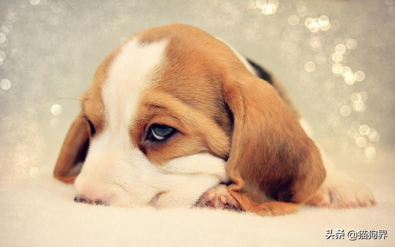 比格犬和哪种狗杂交适合当猎犬,比格犬猎犬训练