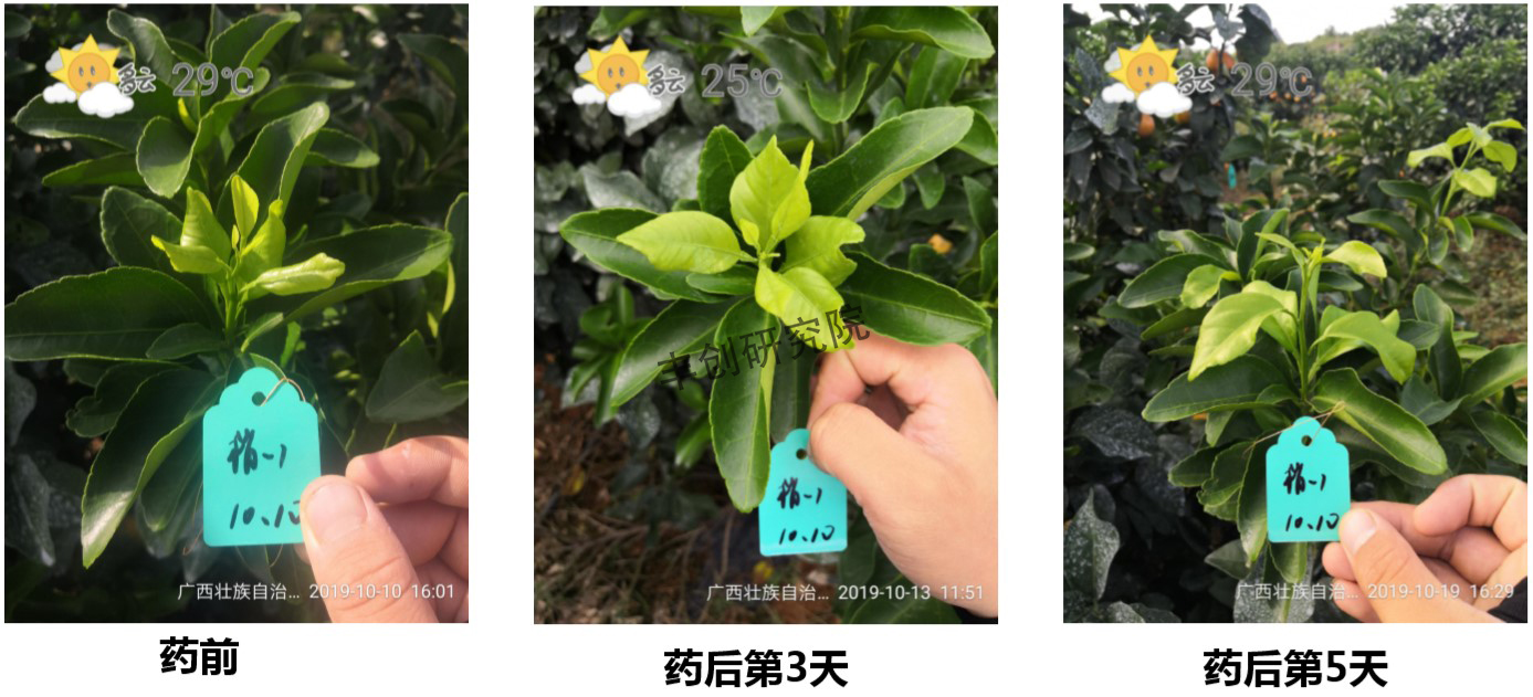 多效唑会抑制果实生长吗,多效唑会影响果实膨果吗