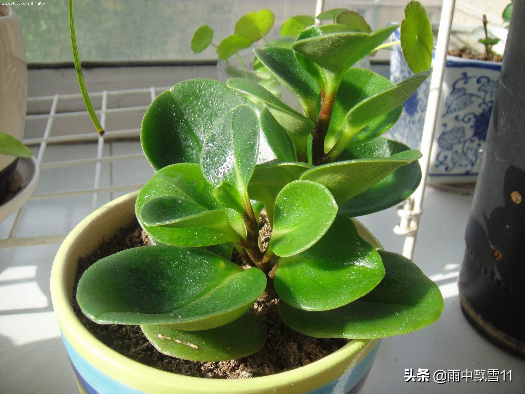 豆瓣绿病虫害多吗养护方法,豆瓣绿黄叶烂芽怎么处理