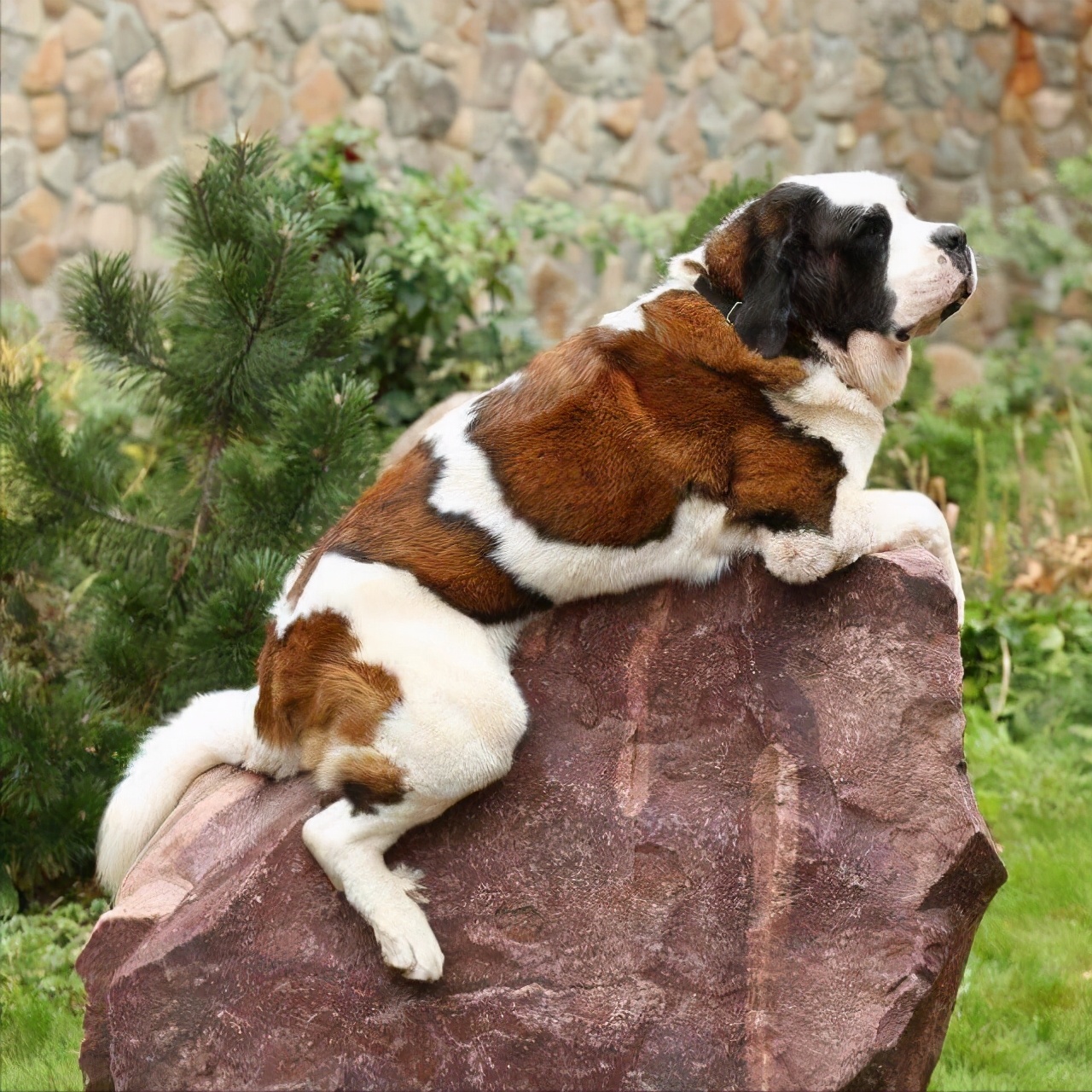 狗里面最臭的狗是什么狗,世界上最臭的十大动物