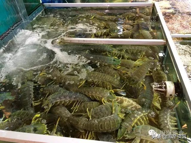 这些诱人的美食你吃过吗,世界上顶级海鲜大全你吃过几种