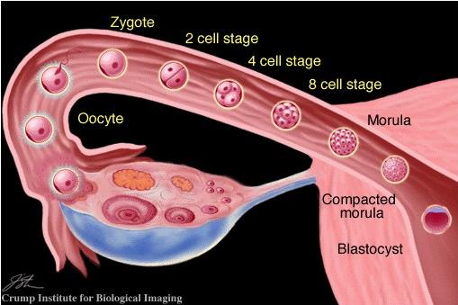 输卵管堵塞的5个症状,关于输卵管堵塞最常见的八个问题