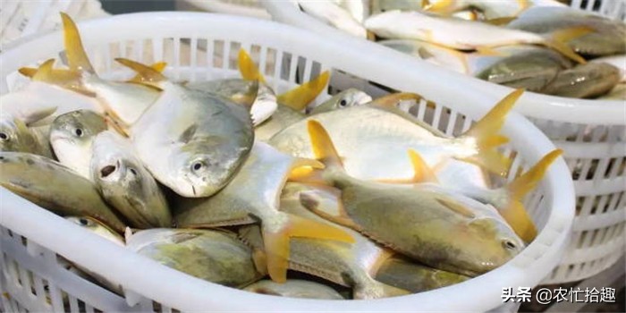 5鏈堟贰姘撮奔浠锋牸涓婃定鍘熷洜,浠婂勾鍥涘ぇ瀹堕奔浠锋牸浣庤糠鍘熷洜