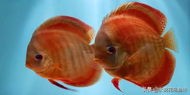 养七彩水质怎样配制成酸性水,七彩繁殖期间能换水吗