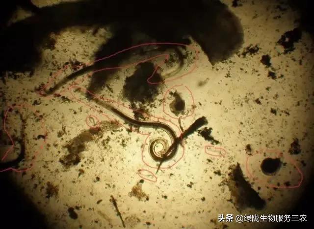 线虫侵袭作物，影响产品品质和产量，关于根结线虫，你了解多少？