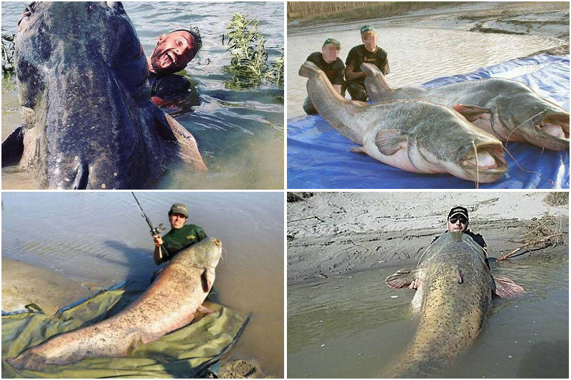 欧洲巨鲶中国能养活吗,很多钓鱼人贪得无厌