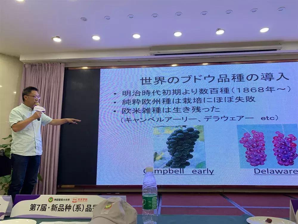 葡萄新品种发展潜力,未来5年最具潜力的葡萄品种