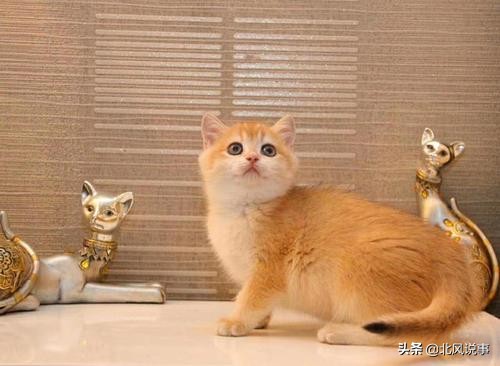 常见宠物猫的品种及价格,常见的十大宠物猫品种介绍大全