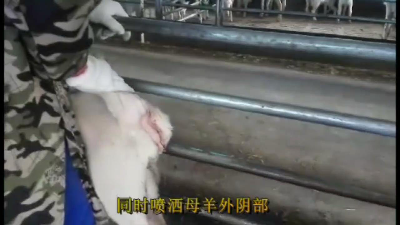 羊同期发情的第一天，主要的工作就是放栓。