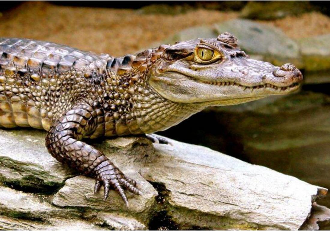 鳄类养殖之防治篇，觉得吃肉够营养了吗，那你就大错特错