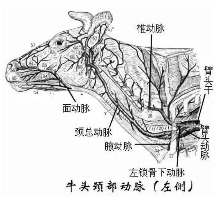 给羊防疫用什么药,羊打针的正确部位图解示意图