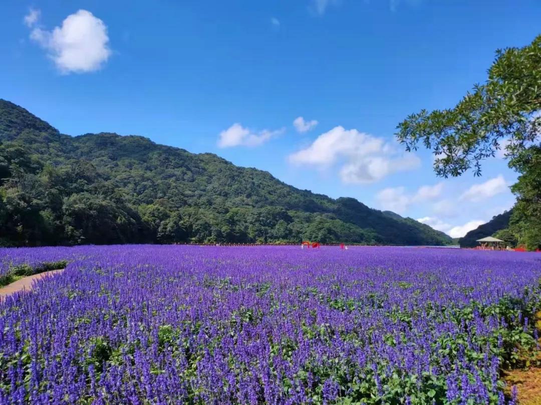 广州公园大片花海,广州哪个地铁站附近有花海