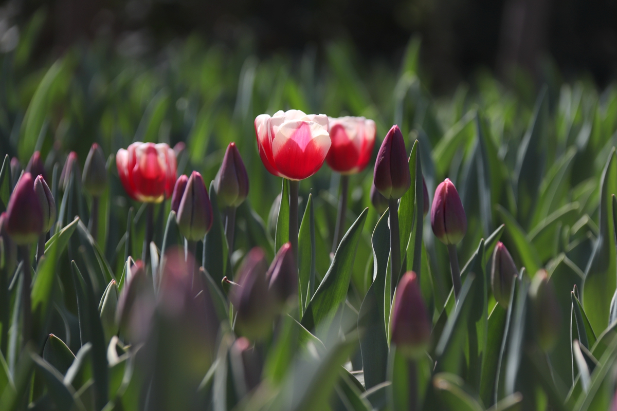 上热门来胶州郁金香花海赏花,胶州植物园郁金香盛开