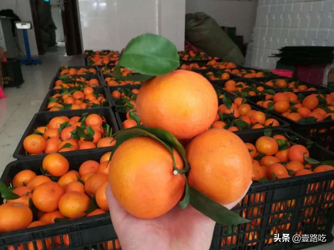 北海|报告!没遇到传销组织,只有吃不尽的海鲜美食