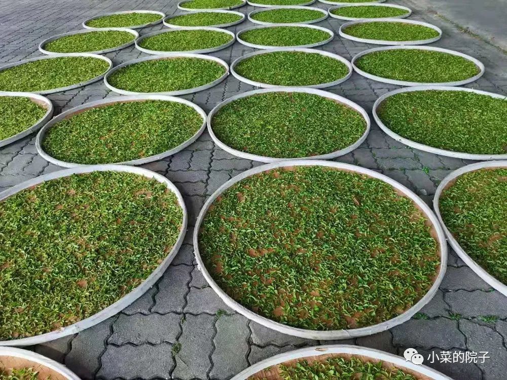 不如吃茶去林清玄读后感,不如吃茶去林清玄朗诵合拍