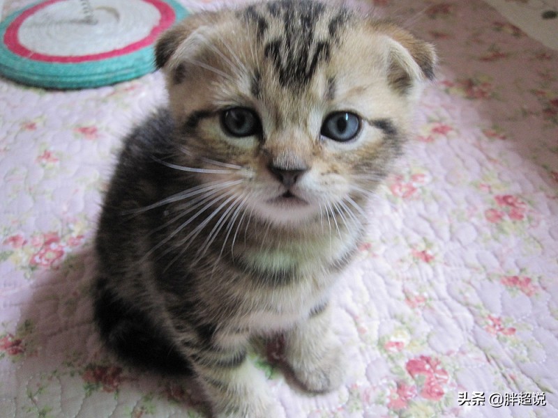 美短猫癣治愈前后的变化,美短猫癣用什么药