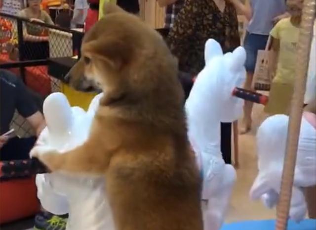 湖南衡阳：狗子端端正正坐旋转木马，一本正经模样惹众人哭笑不得