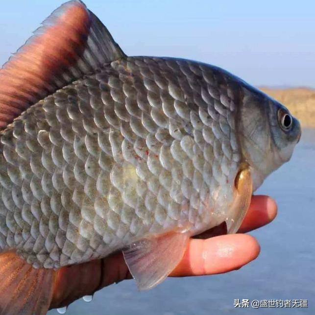 野钓鲫鱼最好的商品饵料,野钓鲫鱼饵料推荐公认前十