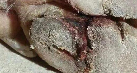 如何防治母猪蹄裂病？猪蹄裂病临床症状与防治措施介绍