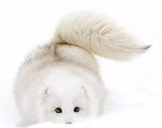 今天聊聊ARCFOX北极狐