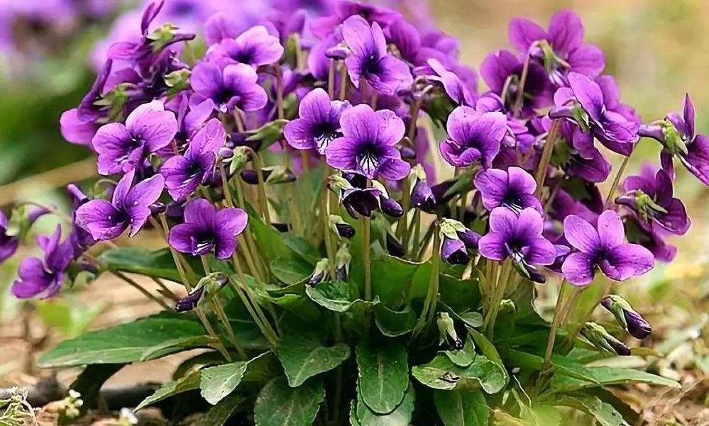 村里常见的“紫色草”，蛇见了躲着走，遇见摘点能“治蛇毒”