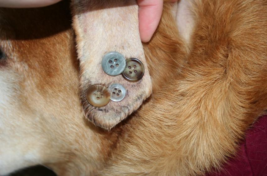 小狗耳朵被咬了个洞能自愈吗,狗狗耳朵血肿的症状及诊断治疗