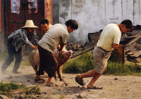 简单的农村养猪自配饲料,农村养猪简单称猪法
