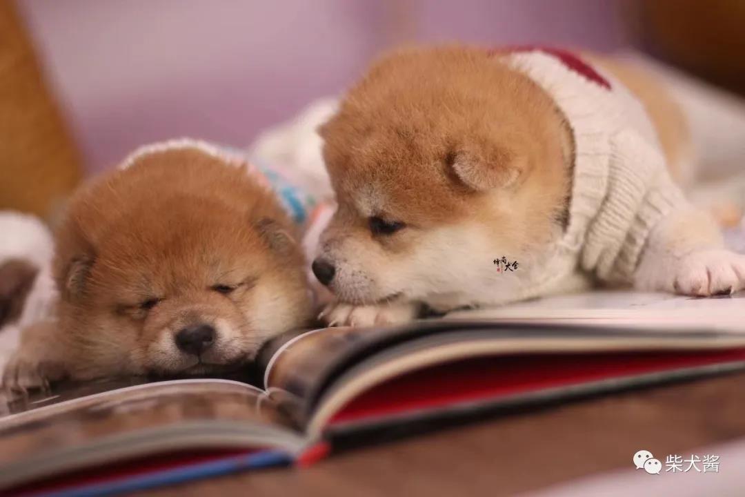 粉丝让帮忙挑一只倔强的柴犬,我家的柴犬怎么比较粘人啊