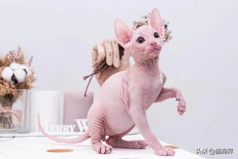 猫驱虫后身上的跳蚤哪去了,猫咪驱虫了但是还是有跳蚤怎么办